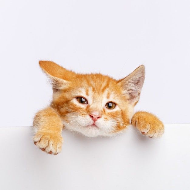 Cat Care
