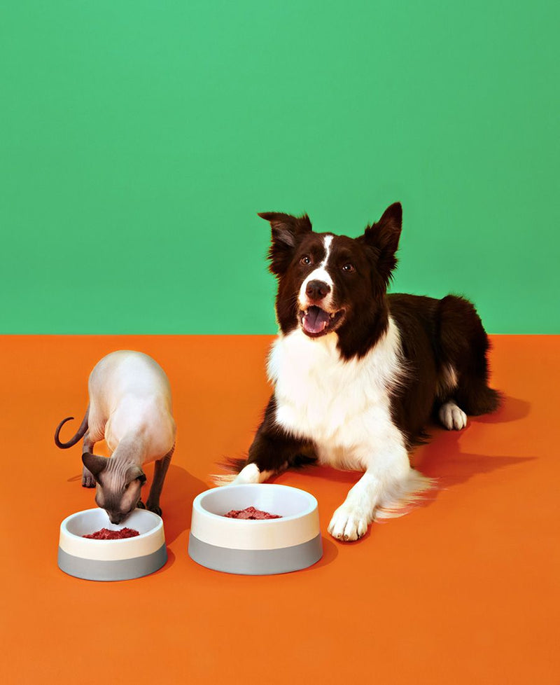 Pet-Focused Finds